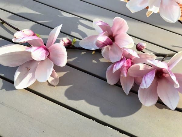 春天的「友諒」 — 木蘭花（Magnolia）